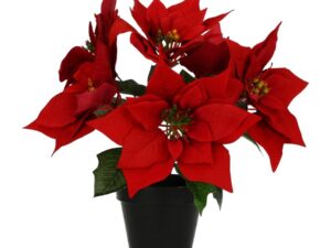 Rituali Domestici Stella di Natale in Vaso H30